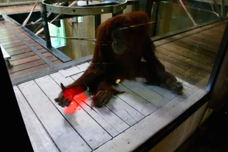 The orangutans at Australia’s Melbourne Zoo are getting to play video games using an Xbox Kinect. 