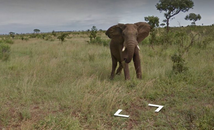 Google Street View now offers users the chance to explore South Africa’s Kruger National Park.