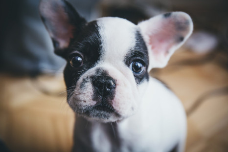 Meet the app that will let you borrow a puppy when you cannot handle the responsibilities. 