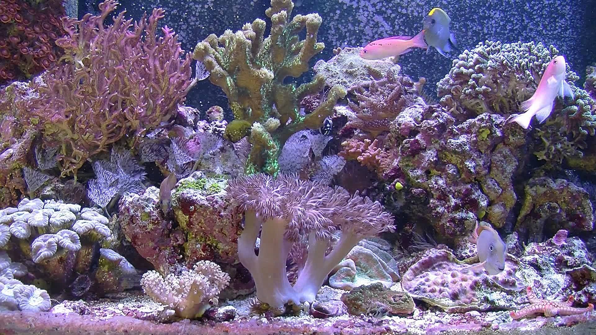 New ‘Finding Dory’ Trailer Pixar Should Make An Aquarium Experience