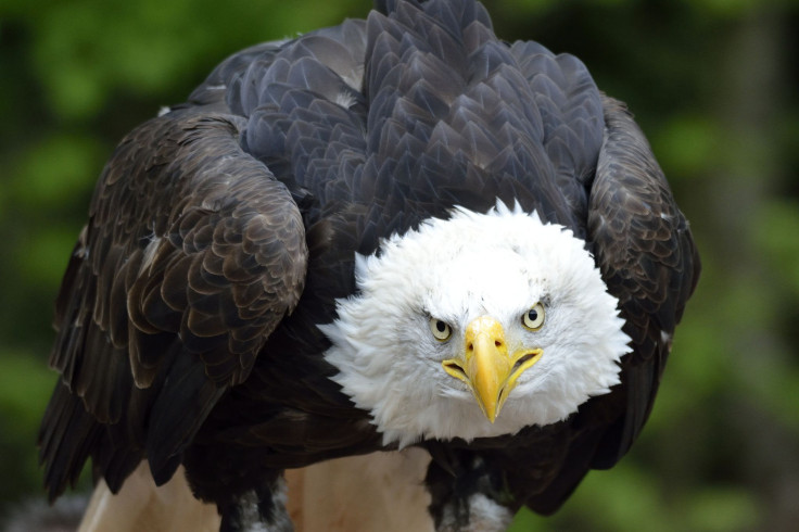 Cloudy With A Chance Of Drumsticks: Eagles Are Being Trained To Destroy Drones