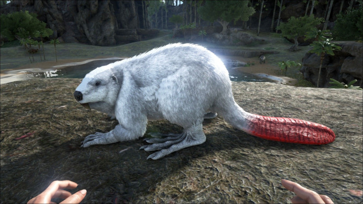 Beavers are called Castoroides in 'Ark,' and this one is a master at harvesting wood. Even if you don't have a saddle, this is an early-game tame with plenty of use.