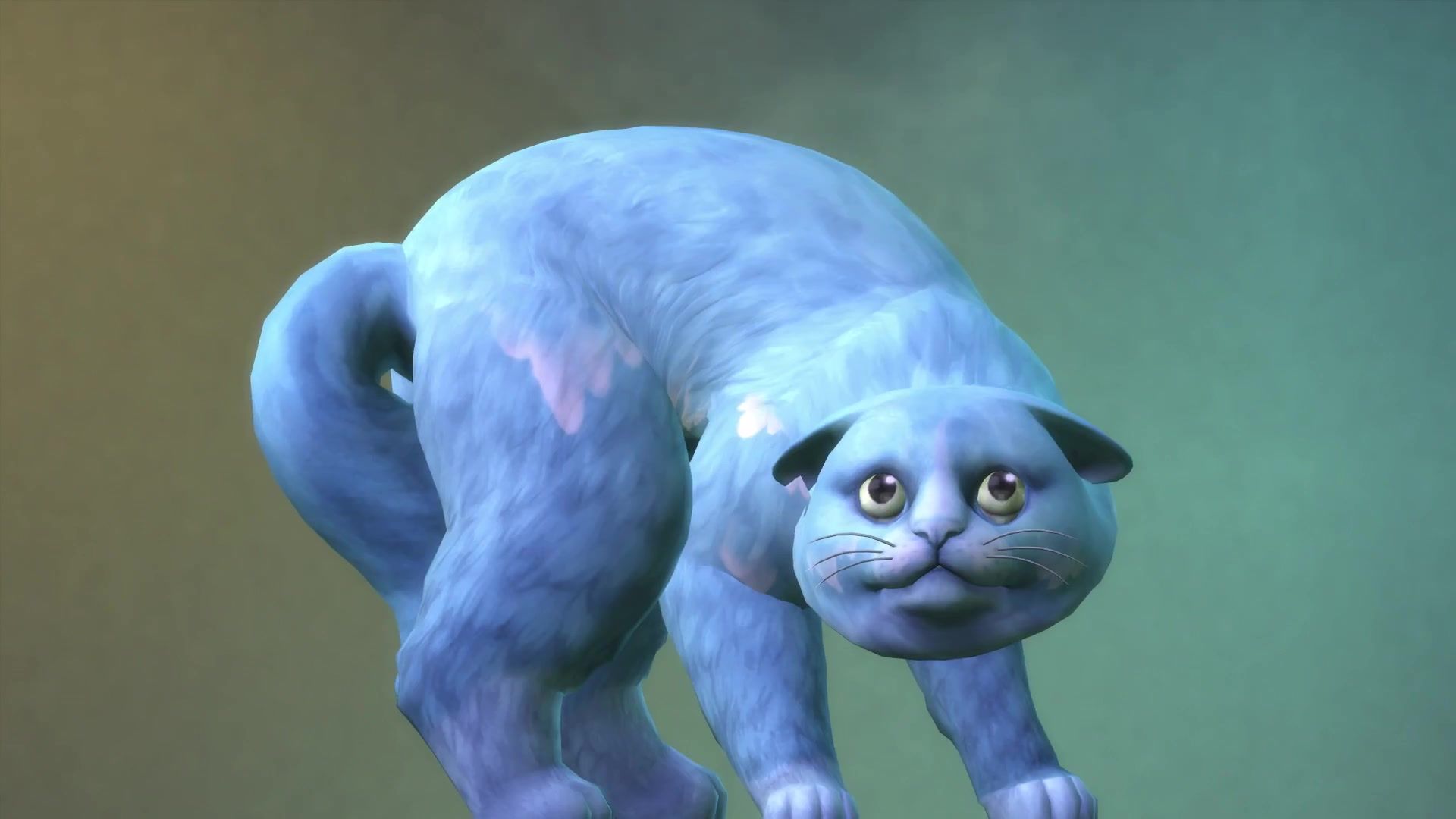 This cat has icy fur How does that even happen