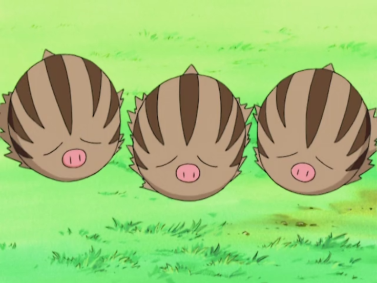Swinub as it appears in the Pokemon anime