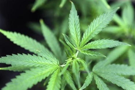 Marijuana plants are displayed for sale at Canna Pi medical marijuana dispensary in Seattle, Washington, November 27, 2012.