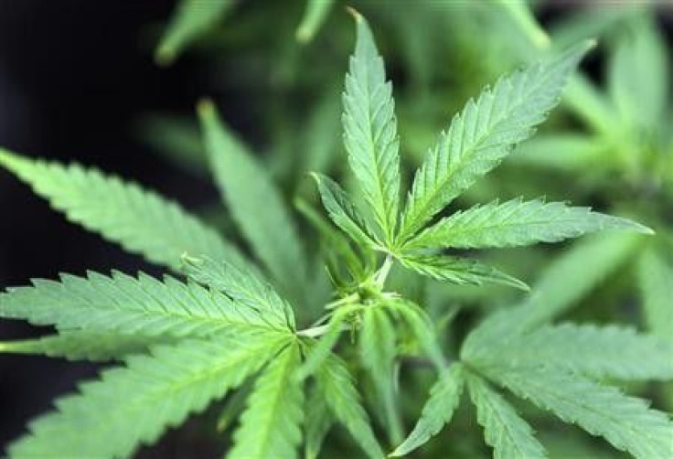 Marijuana plants are displayed for sale at Canna Pi medical marijuana dispensary in Seattle, Washington, November 27, 2012.