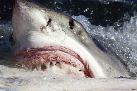 Even this Great White is looking forward to following Shark Week 2014 on his mobile device (Photo: Creative Commons)
