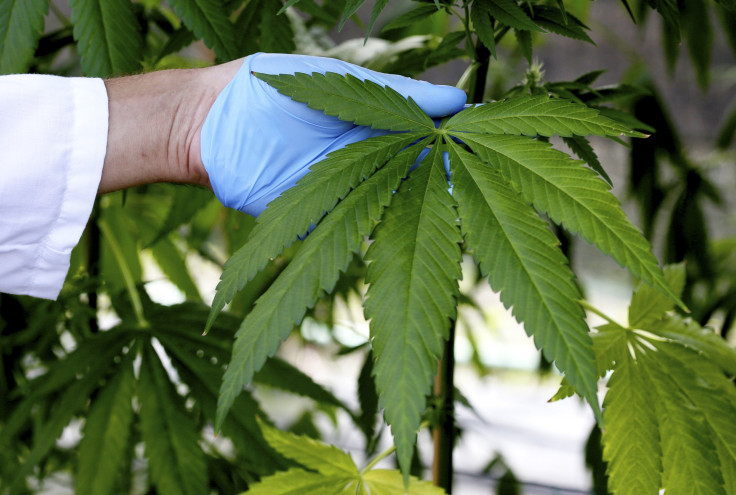 Can marijuana cure Ebola? Of course not... come on guys, get serious here.