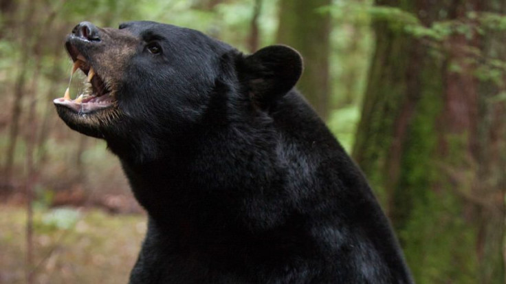 Not all killers wear masks. The black bear of BACKCOUNTRY.